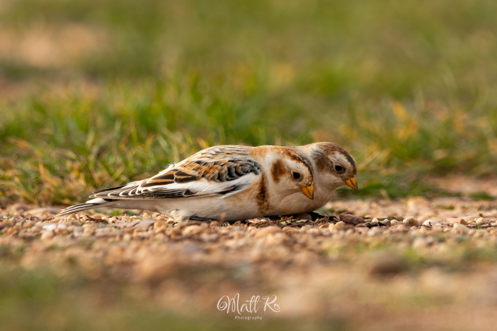 Snow Bunting